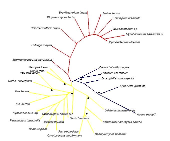 Phylogenic tree3.jpg