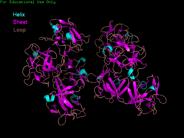 Fascin secondary structure.png