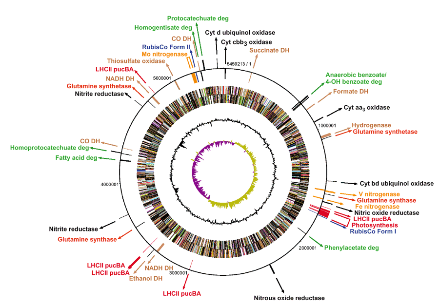 Rhodopseudomonas palustris chromosome.jpg