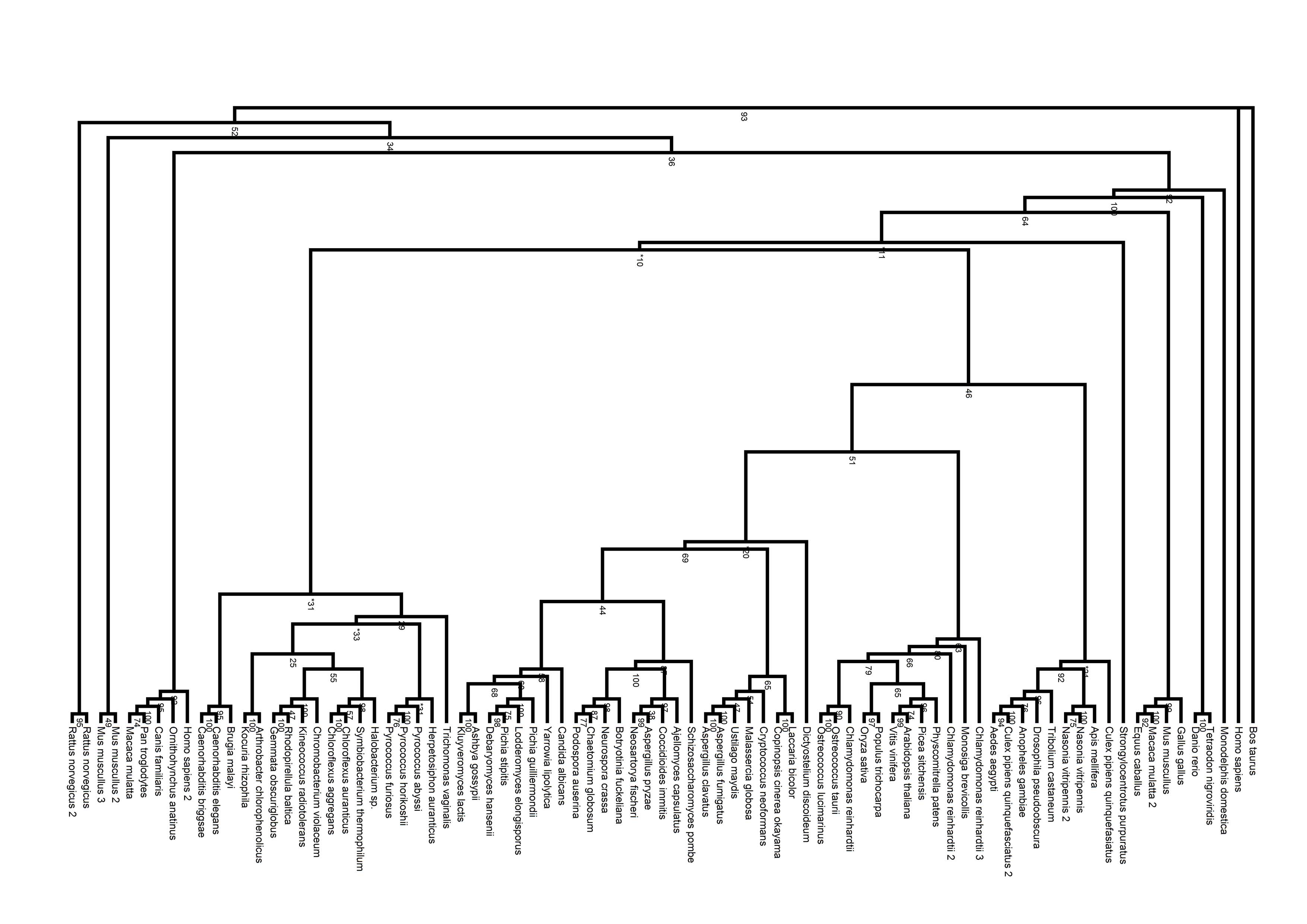 Pyridoxal Phosphatase Rectangular Tree.jpg