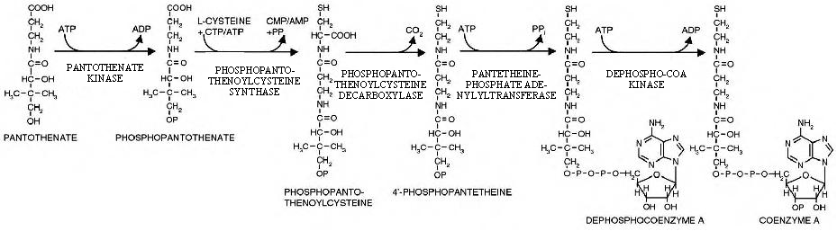Final CoA synthesis pathway 2.gif