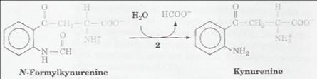 Arylformamidase function.jpg