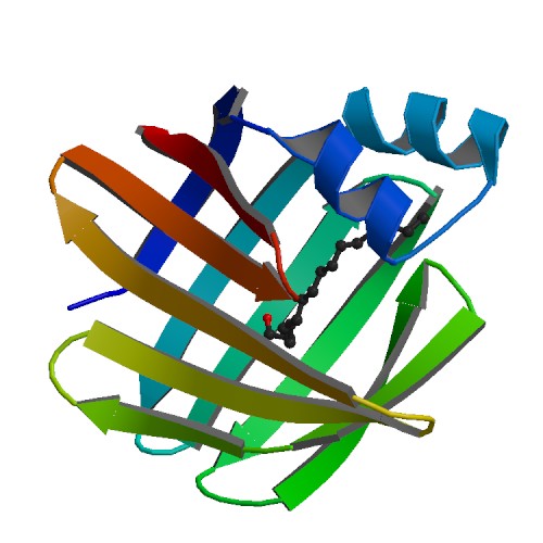 Rat fatty acid binding protein 2IFB.jpg