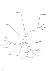 Figure 24: Phylogenetic tree showing the divergence between the second human sequence and the tetrapods.