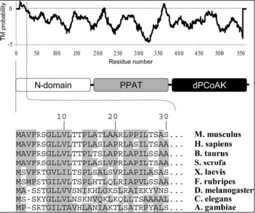 Figure 6 Sequence alignment of N domain (first 30 residues) of Coenzyme A Synthase proteins (bottom) with hydrophobic residues shaded. The hydrophobicity profile (top) of Coenzyme A Synthase was generated by TMpred program (Hofmann & Stoffel, 1993). A Modular representation of Coenzyme A Synthase is presented in the middle (Zhyvoloup, et al., 2003).