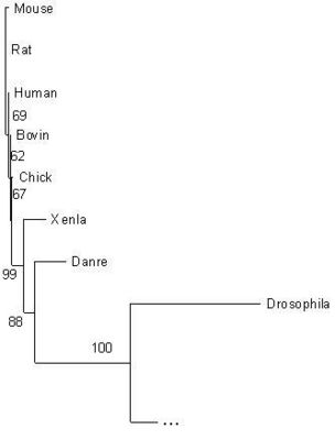 Figure 23: A closer view of the tetrapod group from the tree.