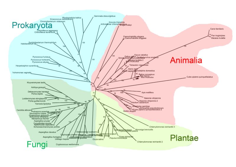 File:Pyridoxal phosphatase Radial Cladogram.jpg