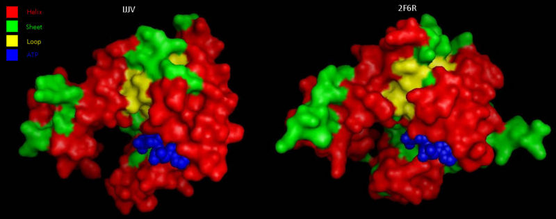 File:COASYSecondary structure comparsion.jpg