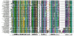 Figure 21: An alignment of sequences from 78 organisms. The active site is conserved, as are many of the regions shown in the annotated SwissProt alignment.