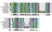 Figure 20: An alignment of the SwissProt sequences, and the target protein, annotated to show the active site regions and the secondary structures corresponding to the conserved regions.