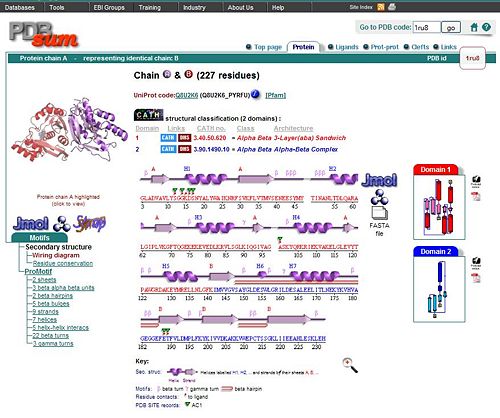 PDBsum chain.JPG